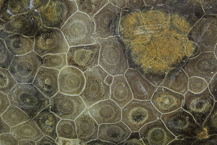 Polished Fossil Coral (Actinocyathus) - Morocco #90245